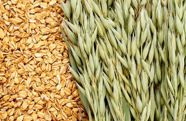 Oats