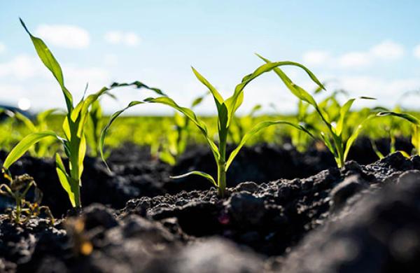 Planting season risks