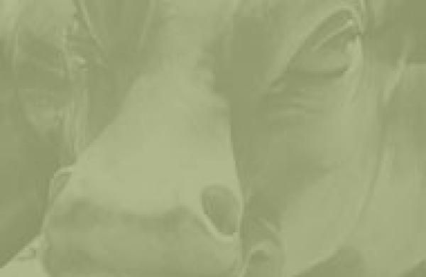 190x300hedgefund100.jpg