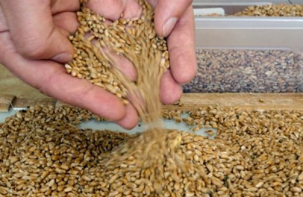 2014-05-gmtl-pimco-ukraine-grain-large.jpg
