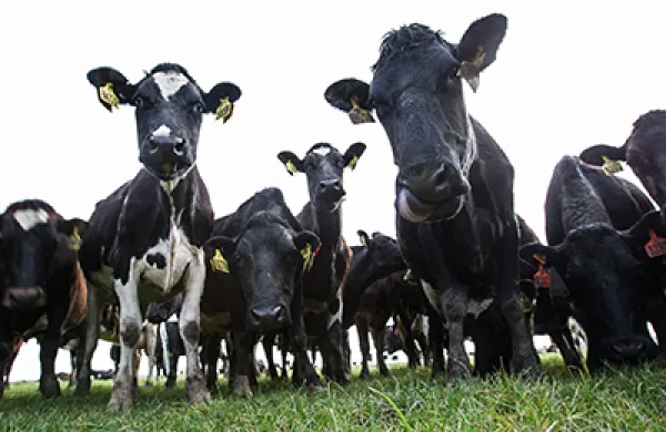 Inside Synlait Milk's Dairy Processing Plant And Dairy Farm Suppiers