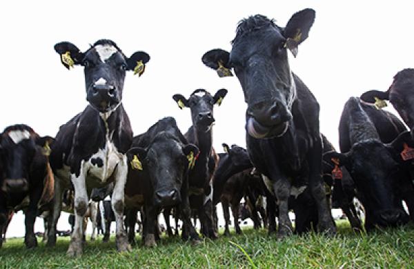 Inside Synlait Milk's Dairy Processing Plant And Dairy Farm Suppiers