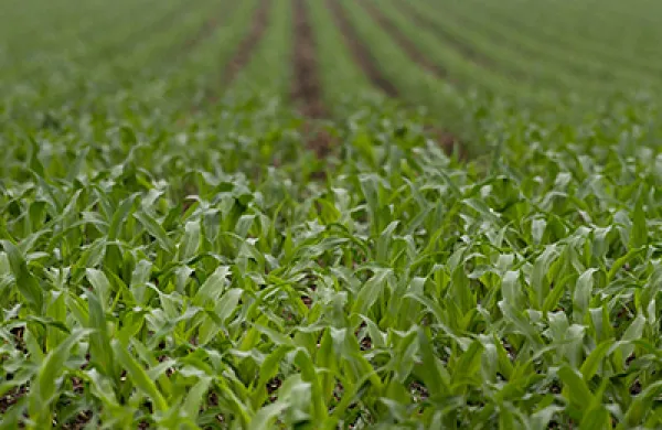 U.S. Soy, Corn Reserves Seen Below USDA Forecast