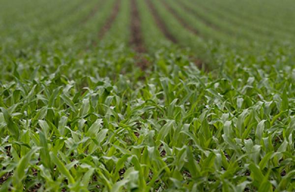 U.S. Soy, Corn Reserves Seen Below USDA Forecast