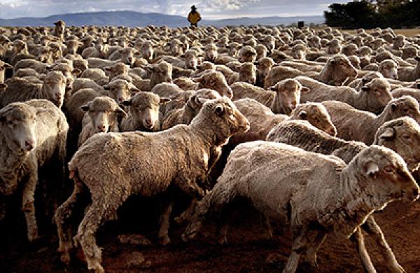 2014-06-monk-prudent-investing-herd-large.jpg
