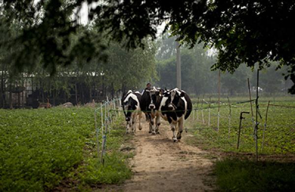 General Images Of Farming
