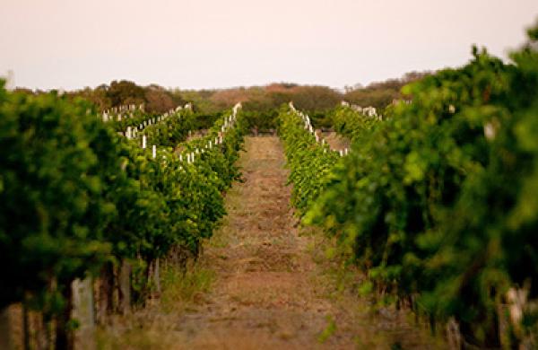 Texas Hill Country Wines Take the Heat in $1.8 Billion Business