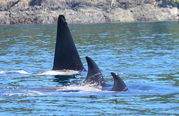 2014-08-monk-weekend-reading-whales-large.jpg