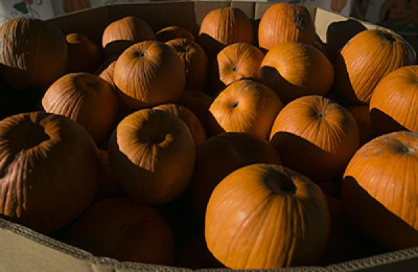 Pumpkin Harvesting At Miller Farms