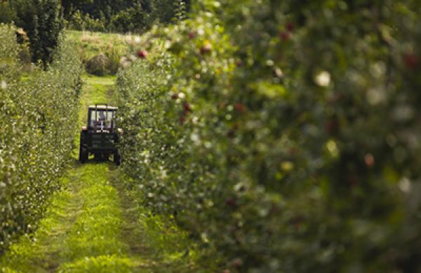 Apple Harvest As Russian Apple Ban Uproots Corporate Haven Status