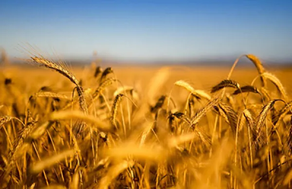2015-01-imogen-rose-smith-farmland-impact-investing-lg.jpg