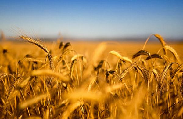 2015-01-imogen-rose-smith-farmland-impact-investing-lg.jpg
