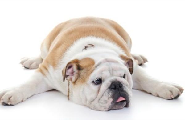 2015-04-da-english-bulldog-stocks-large.jpg