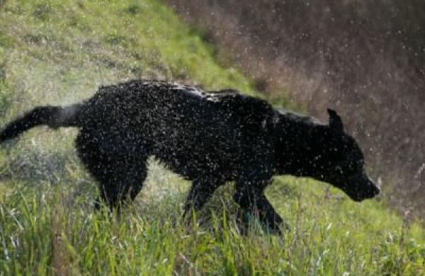 2015-07-da-black-lab-us-economy-large.jpg