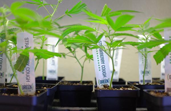 2015-08-kaitlin-ugolik-marijuana-banking-large.jpg