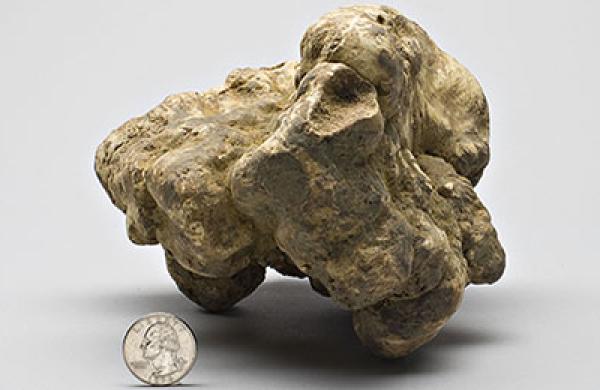 2015-10-da-alba-truffle-large.jpg