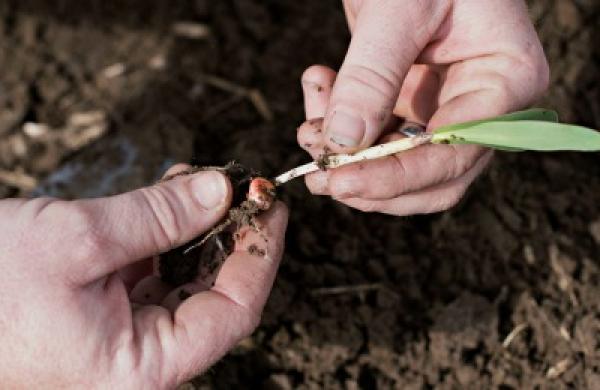 2015-11-18-da-andrew-barber-syngenta-large.jpg