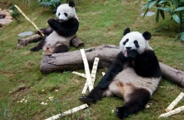 2015-11-uw-laurence-brahm-china-climate-change-cute-panda-large.jpg