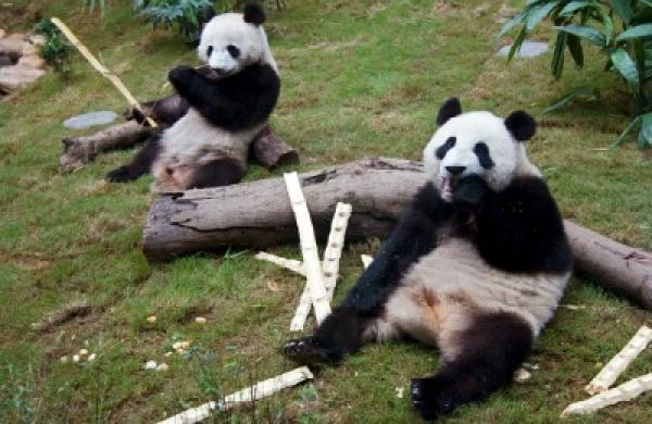 2015-11-uw-laurence-brahm-china-climate-change-cute-panda-large.jpg