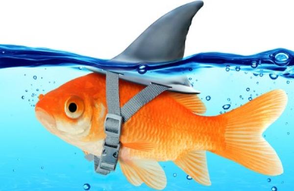 2016-02-gmtl-ab-small-cap-big-fish-large.jpg