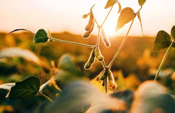 Soybeans