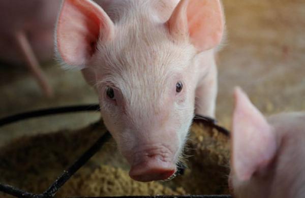 Pork Producers
