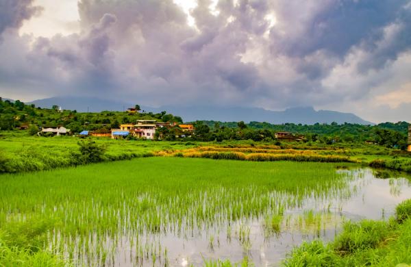 Countryside of Maharashtra in Peak Monsoon Season...