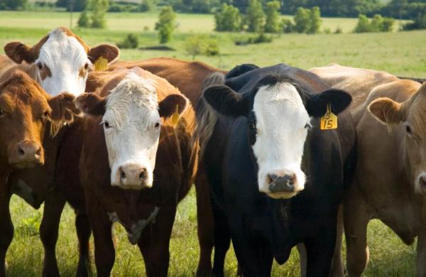 Cattle Supply