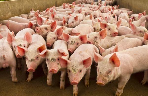 pig farm