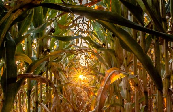 Starburst in a Corn Field