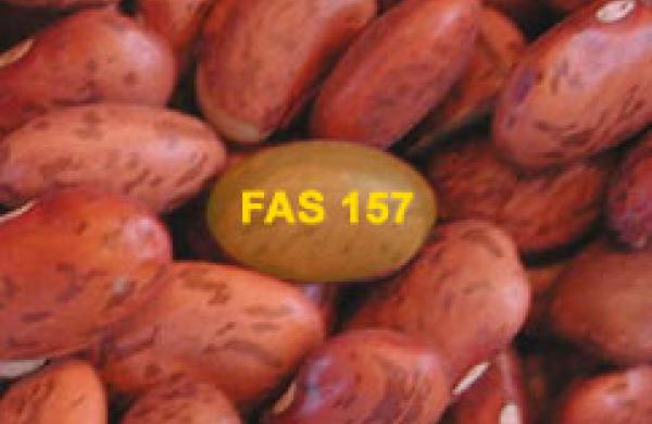 242x286countingbeans.jpg