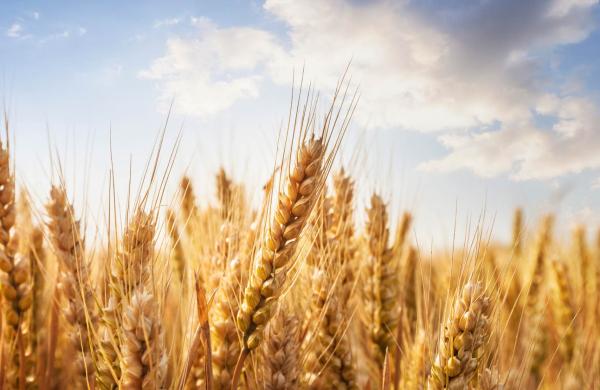 Wheat field