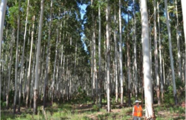 250x215-forest.jpg