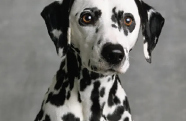 Dalmatian