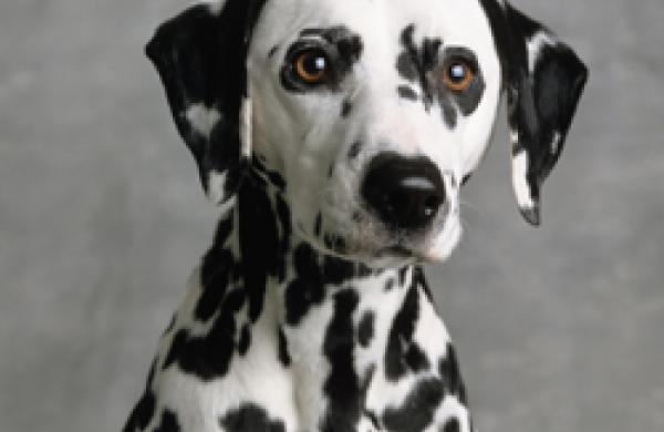 Dalmatian