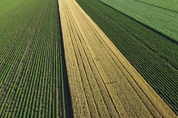 What’s Behind the Latest Surge in Grain and Oilseed Prices?