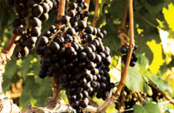 330x160-wine-01.jpg