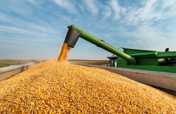 Corn Demand Grows