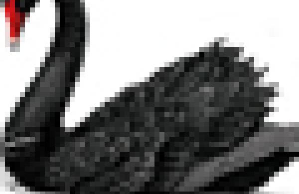 60x60-blackswan.jpg