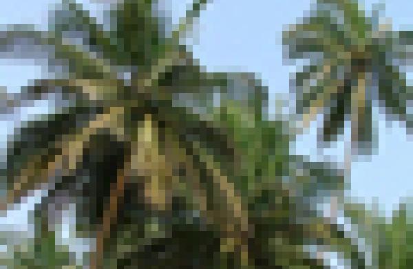 60x60-palm-trees.jpg