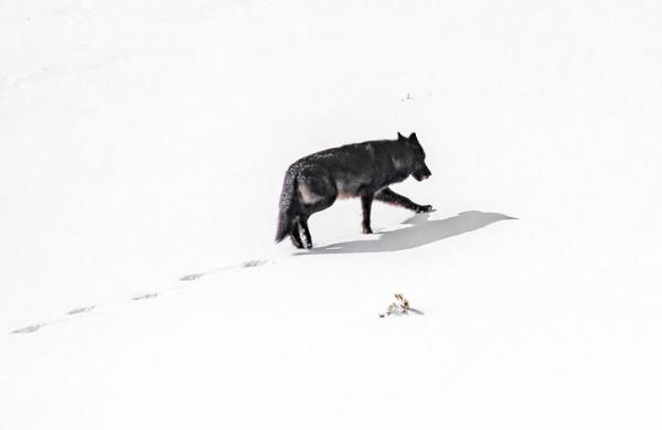 wolf ahead of the pack