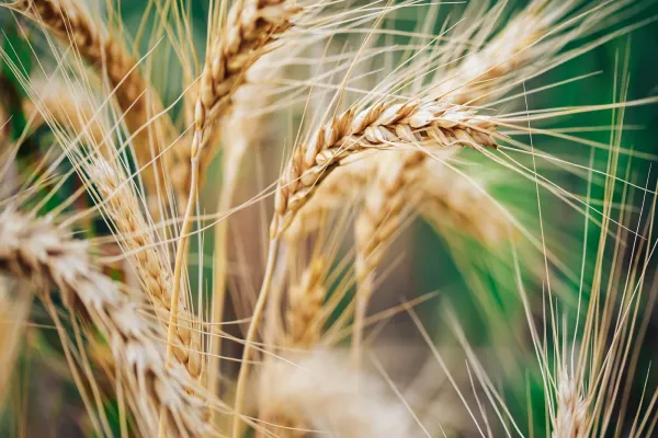 Why Grains and Oilseed Options Are Trending Shorter Term