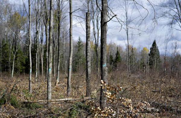 bare-trees-large.jpg