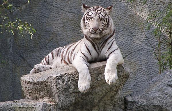bigstock-taub-white-tiger-2027175.jpg