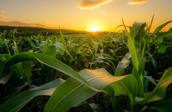 Grain Volatility
