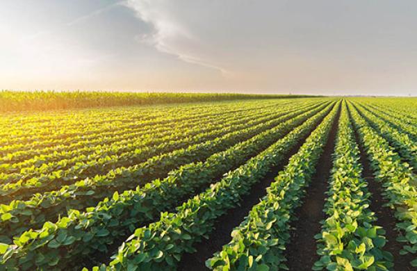 Higher Soy Bean Demand