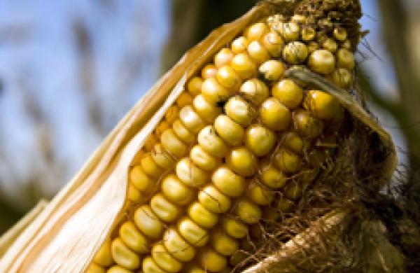 corn-big.jpg