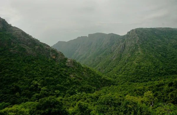 evergreen-large.jpg
