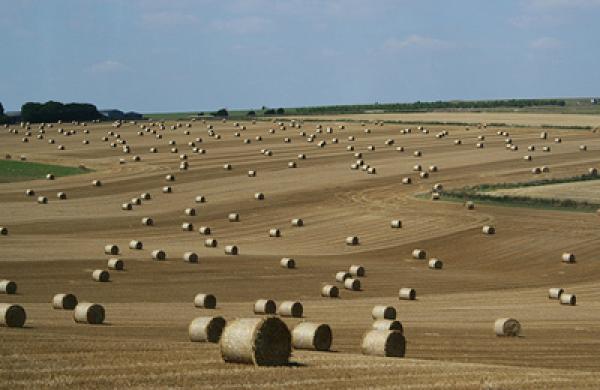 field-large.jpg