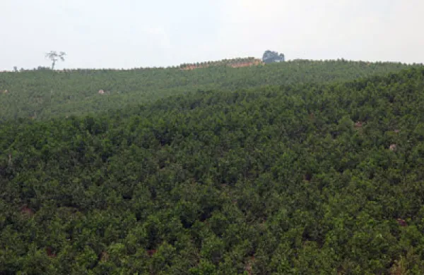forest-large.jpg